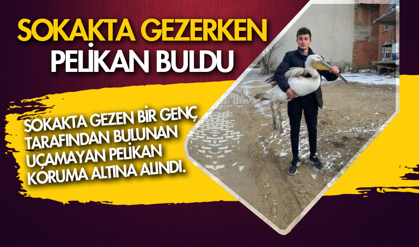 Sokakta gezerken pelikan buldu